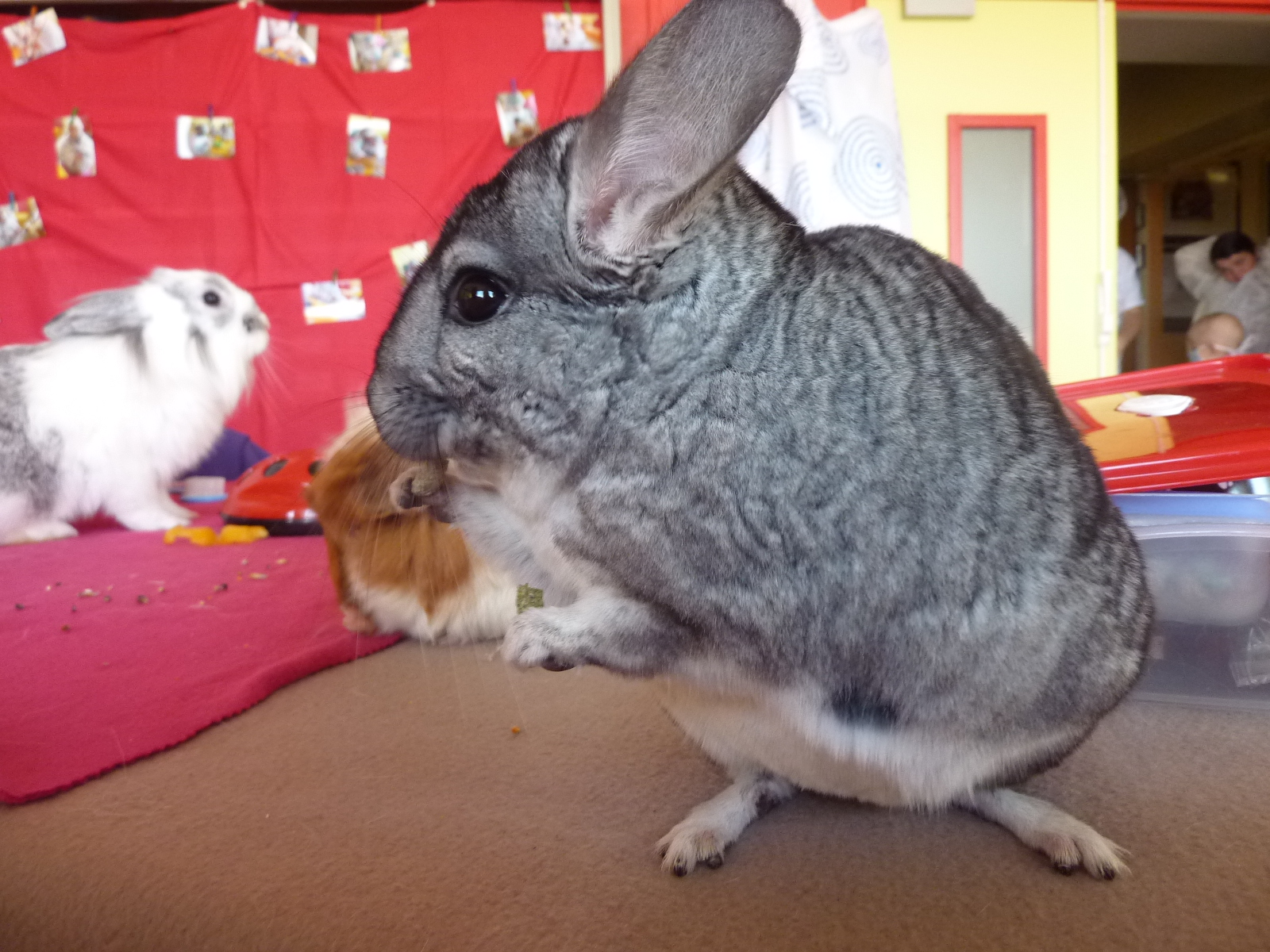 Un petit animal immobile n'est pas toujours un animal détendu