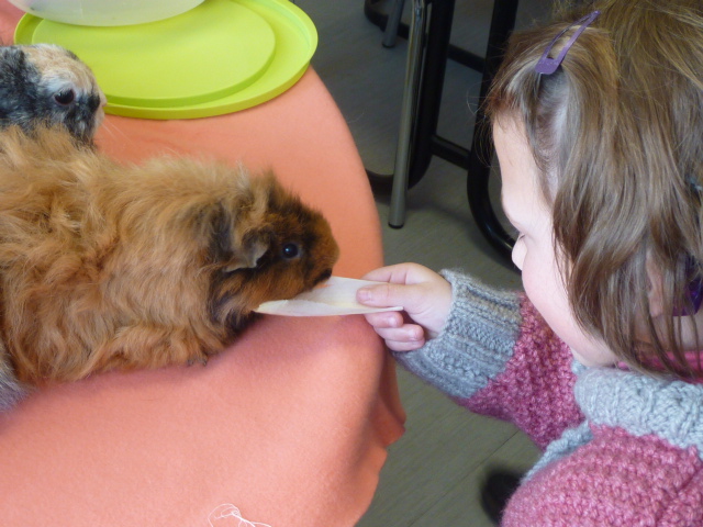 Observation du comportement animal en médiation animale