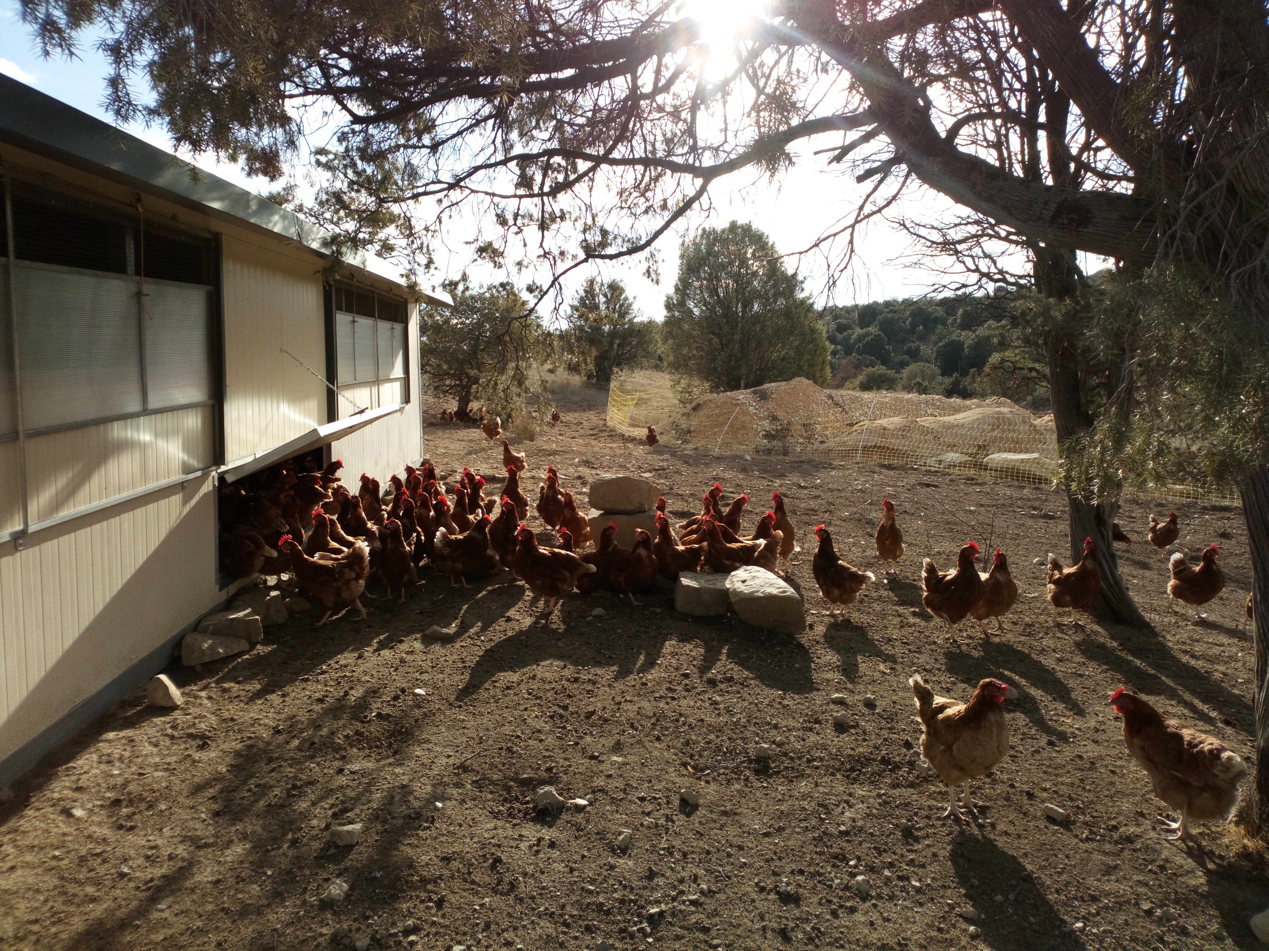 Poules au poulailler