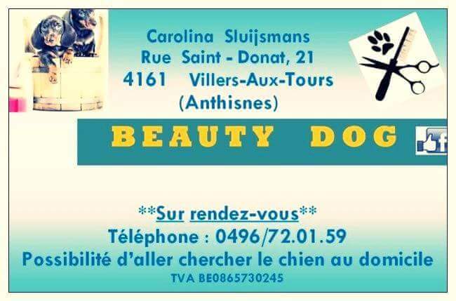 Beauty dog