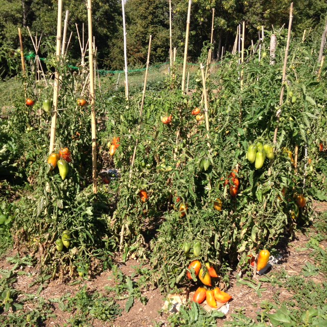 Les tomates