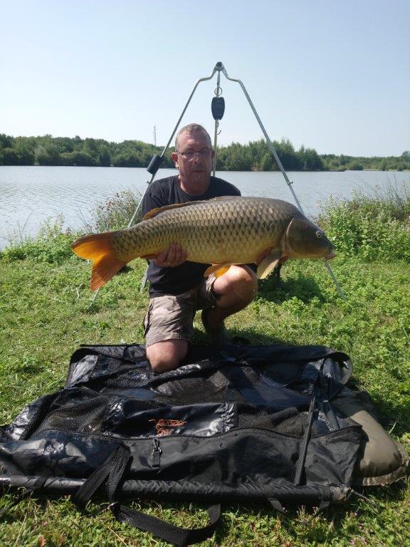 Carpe koi