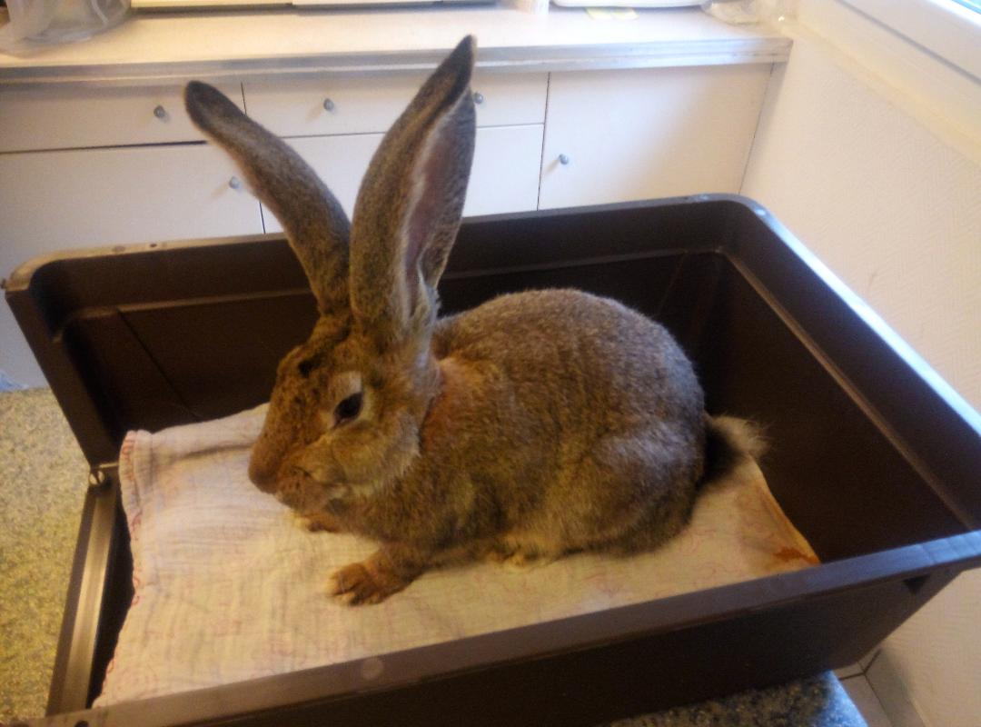 Lapin