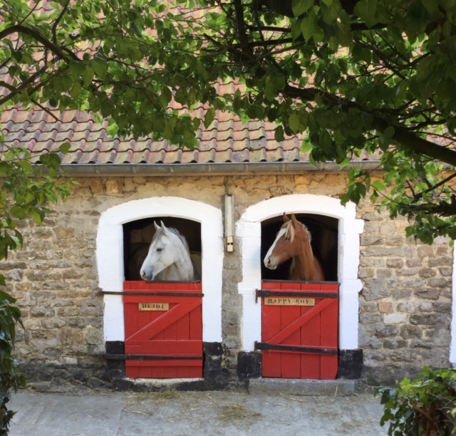 Les poulains Happy Boy et Heidi du Domaine du Mont de la Louve 
 