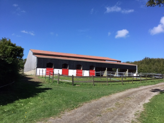 Nos paddocks 