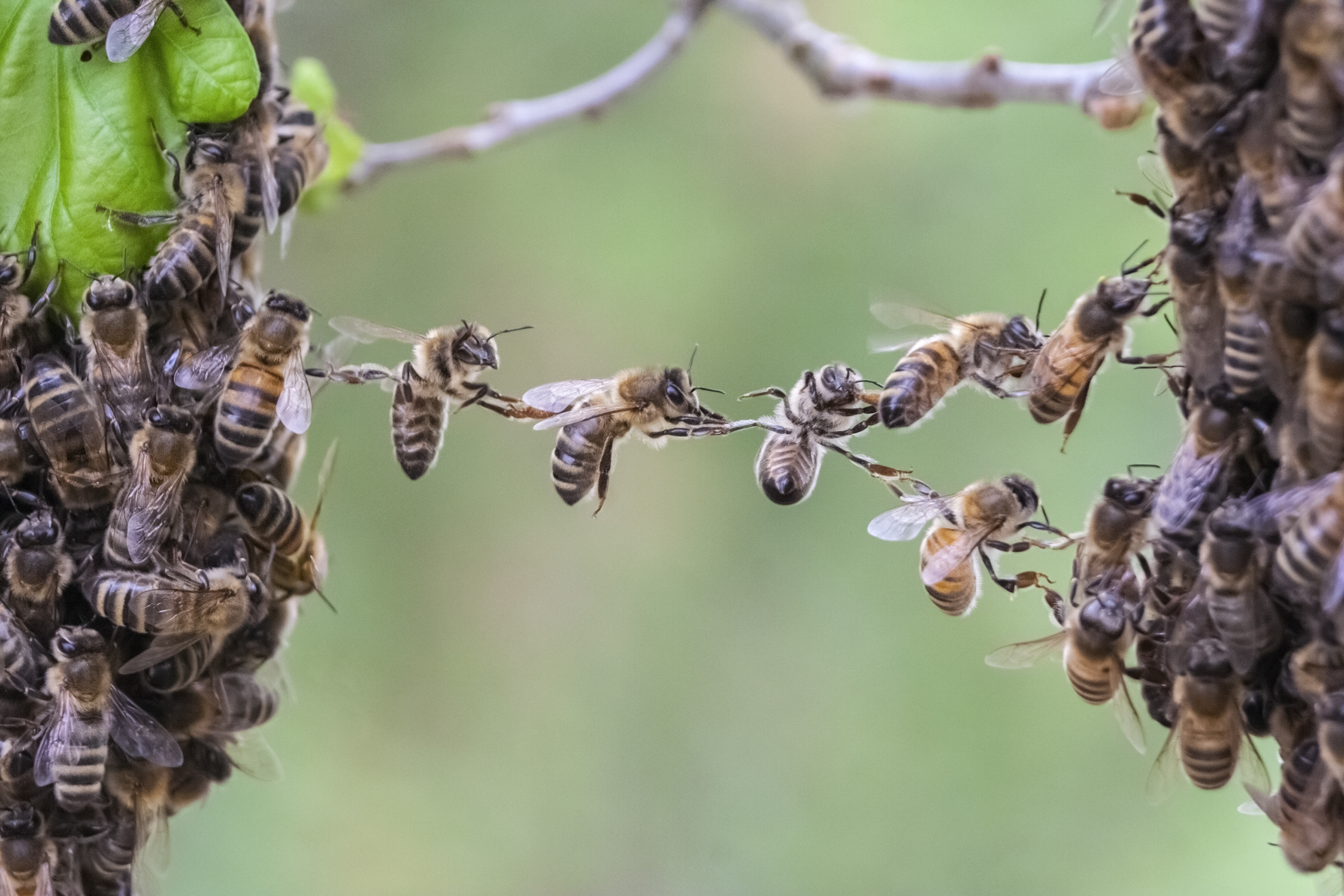 Abeilles 1 