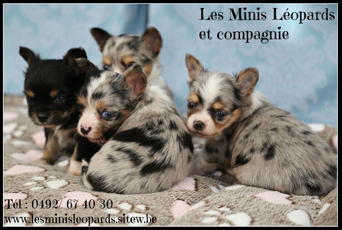 Chiots1