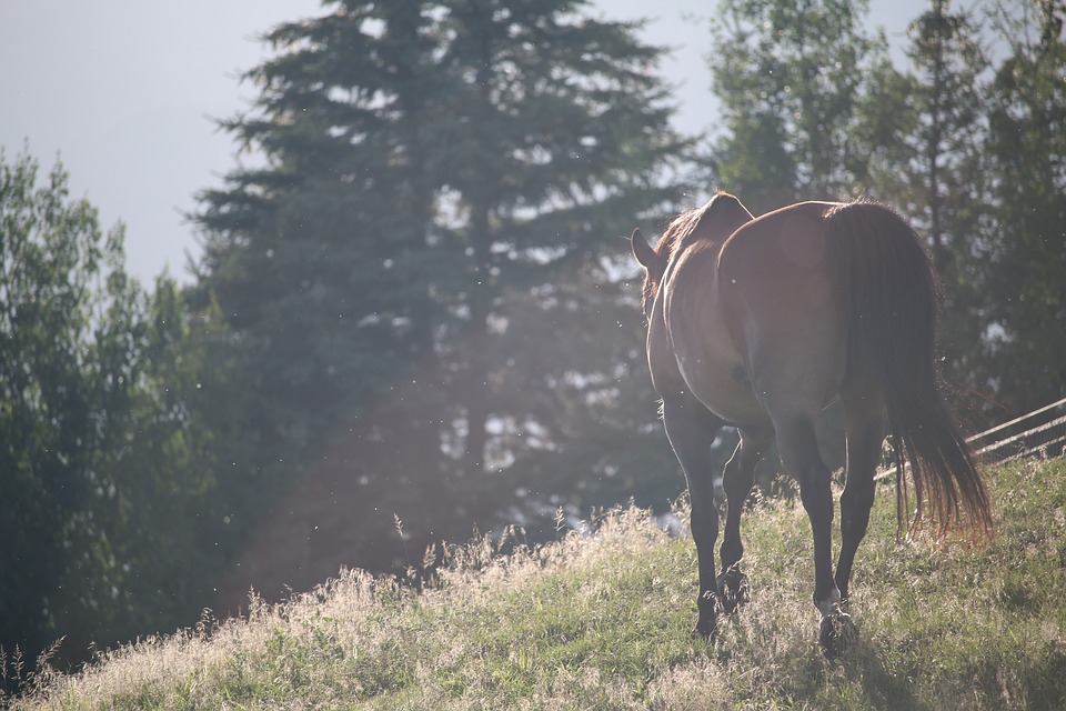 Horses 1150017 960 720
