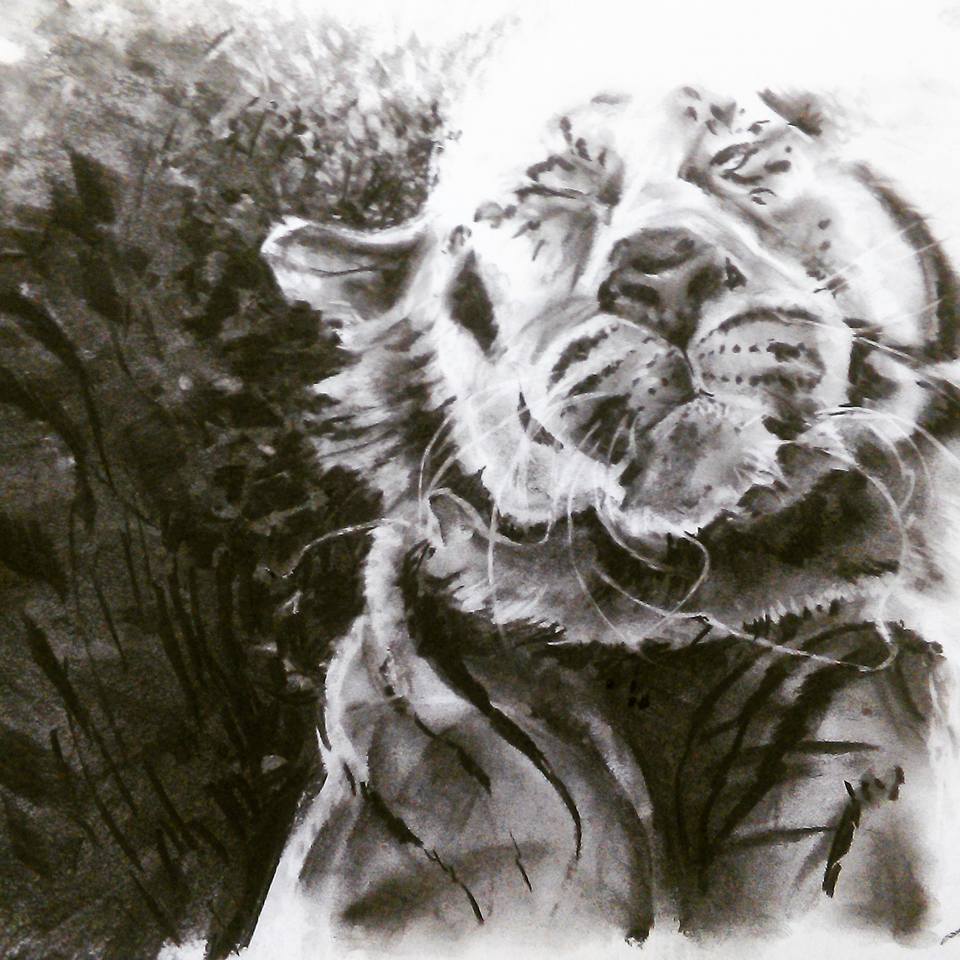 Tigre eau