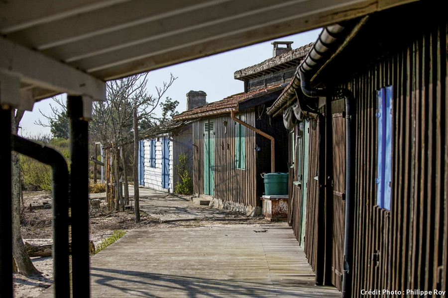 Dt177 cap ferret ile oiseau cabane 2 pr