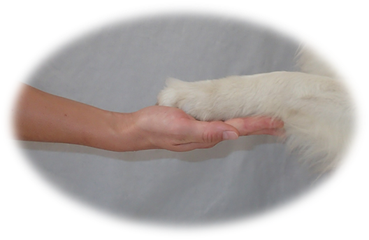 main dans la patte - Doggy's Harmony