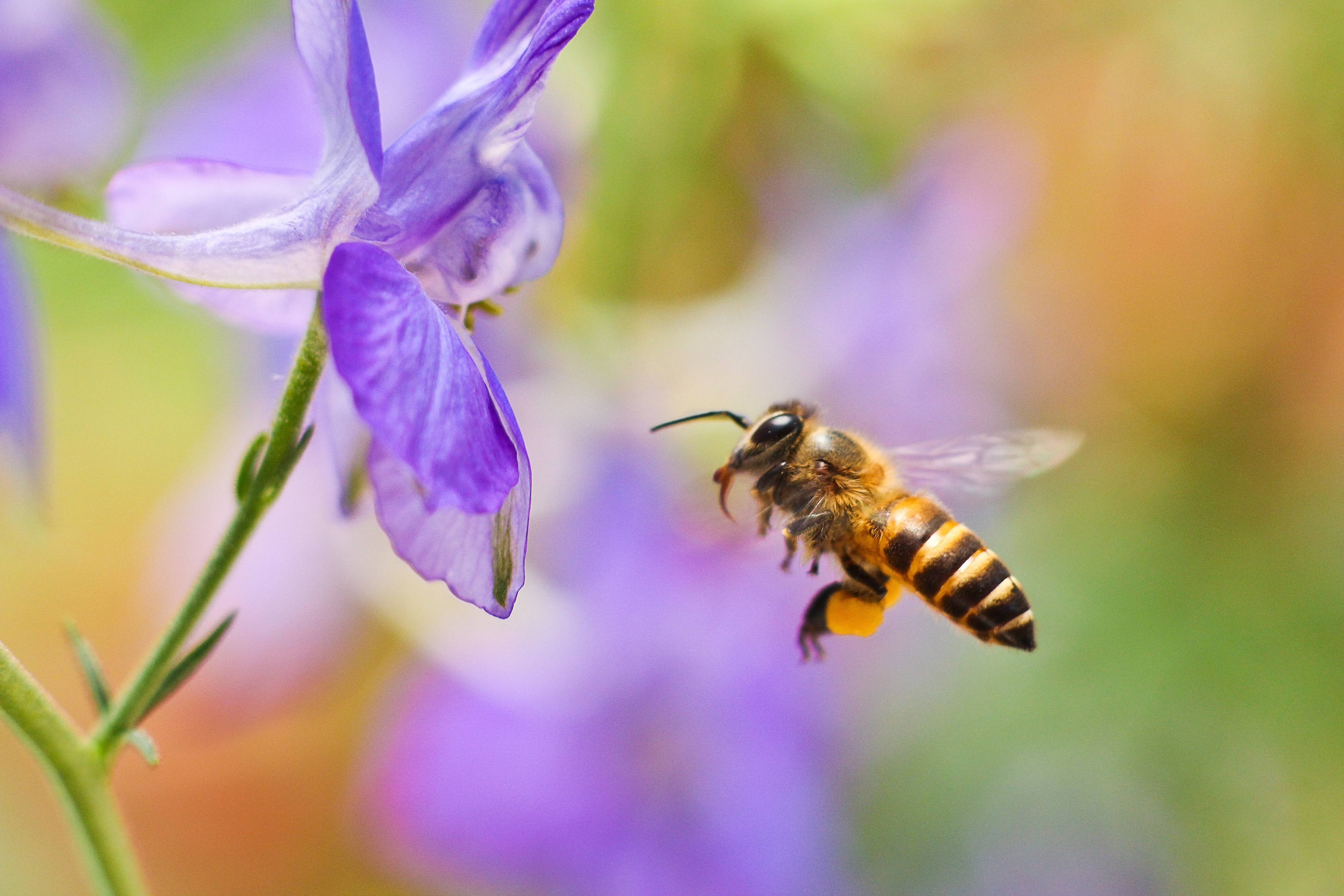 Abeille fleur