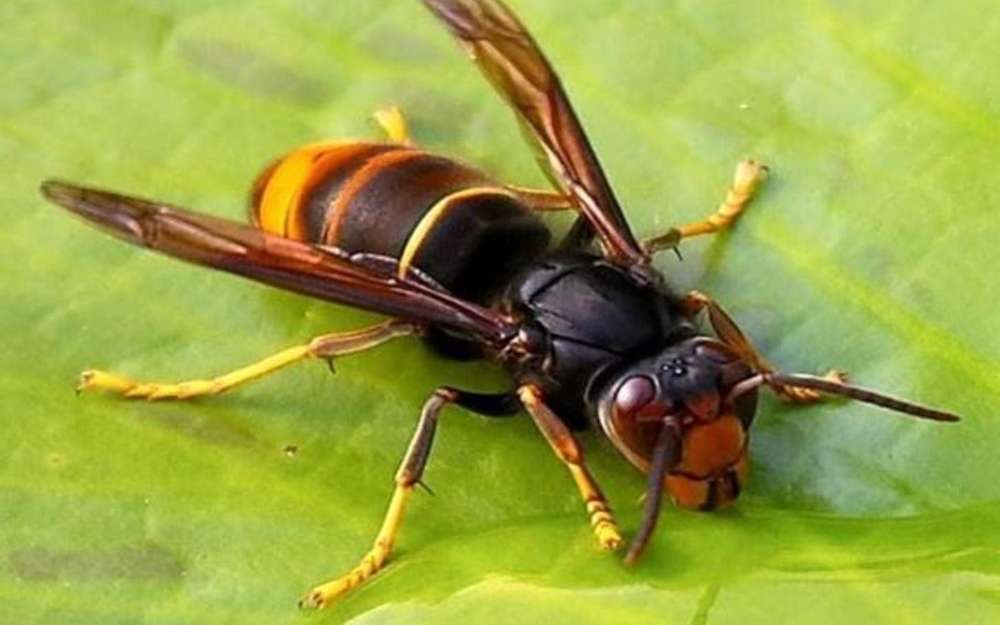 Les abeilles apprennent à se défendre contre le frelon asiatique