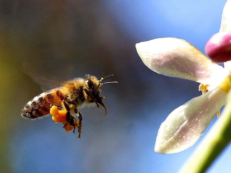 La fleur, l'abeille ...et l'homme