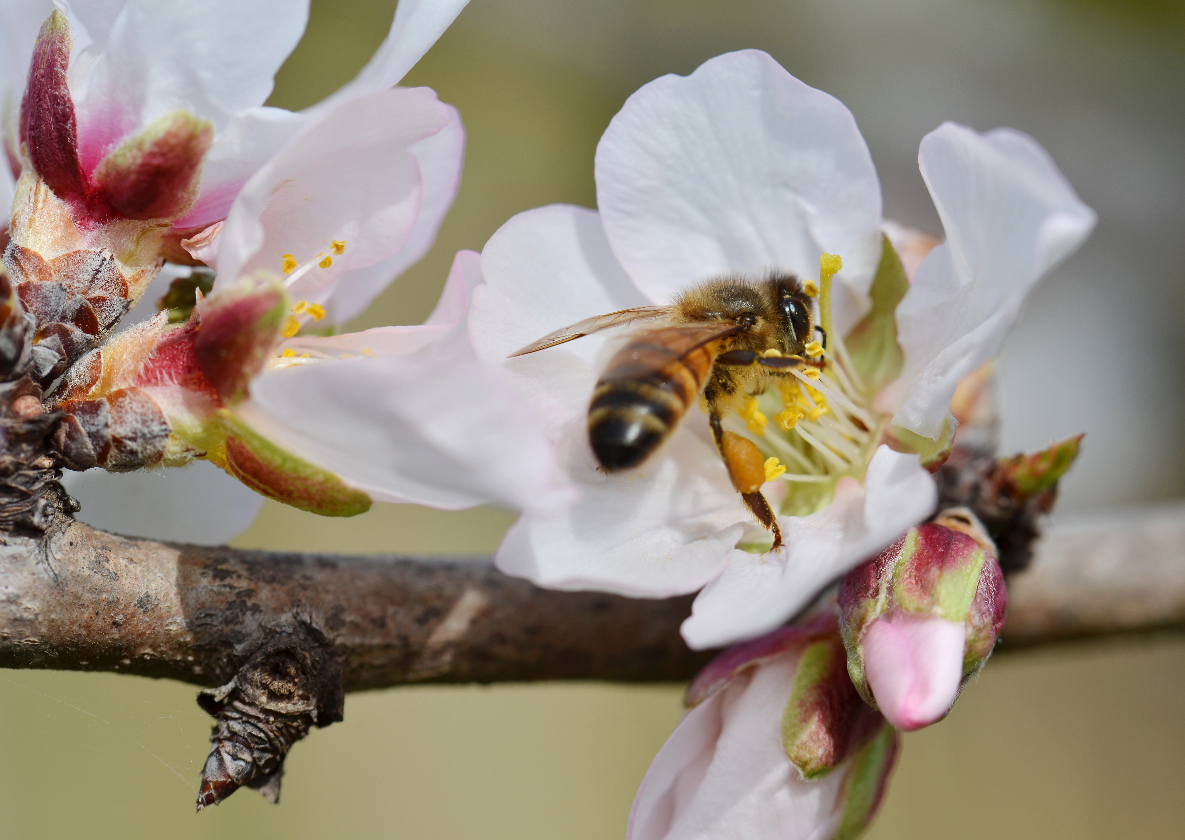 Abeille fleur2