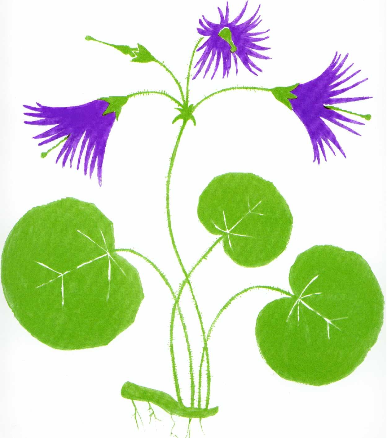 Soldanella villosa @ CECRV