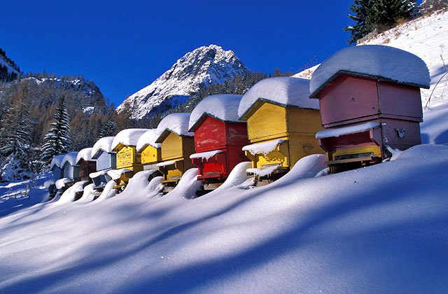 Que font les abeilles en hiver?