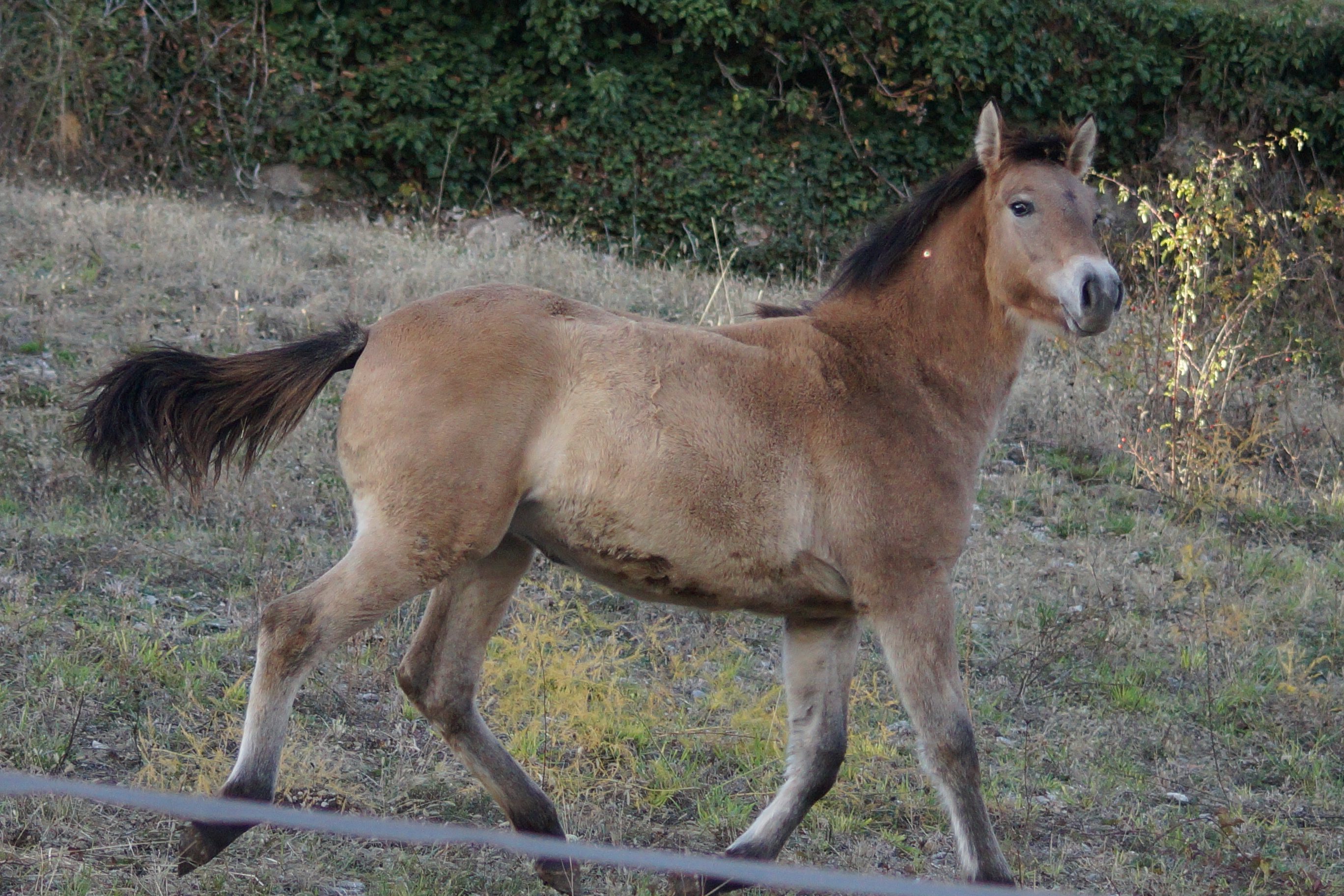 Dsc00340