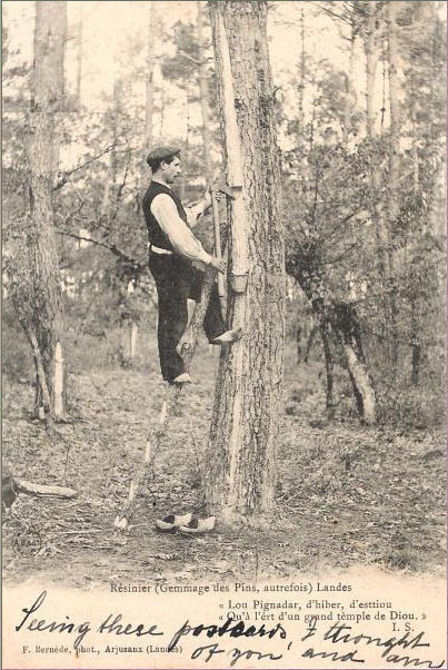 Gemmage des pins carte postale ancienne