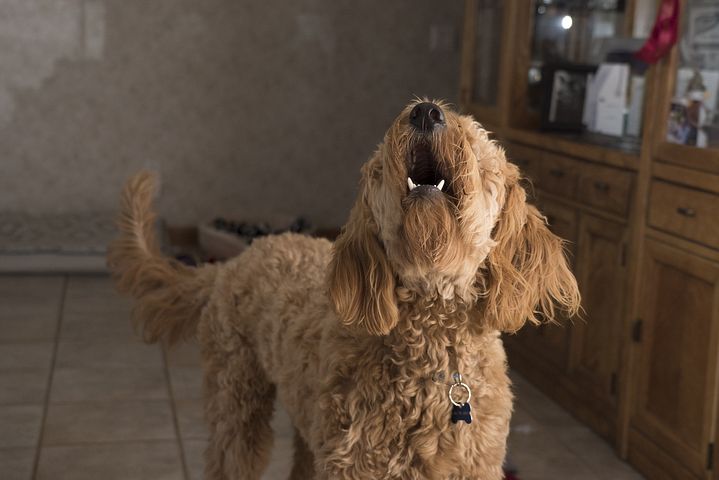 Doodle barking 2965983 480