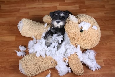 Bad naughty schnauzer dog destroyed 260nw 715231717