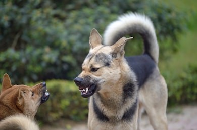 Dog looks aggressive dangerous may 260nw 519620464