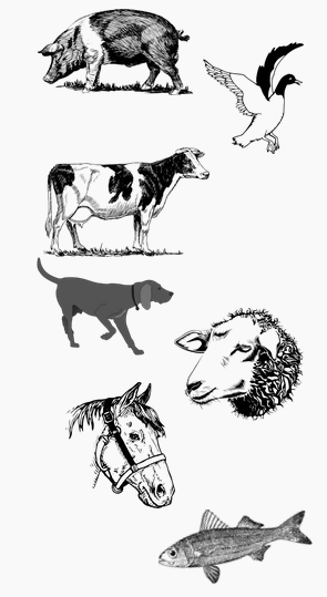 Dessinsanimaux