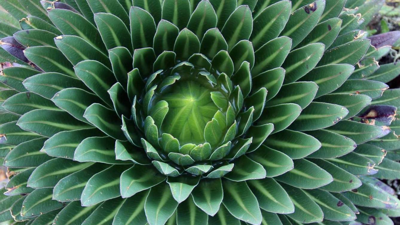 Curvas rayas fractales y simetrias la naturaleza tambien juega al diseno