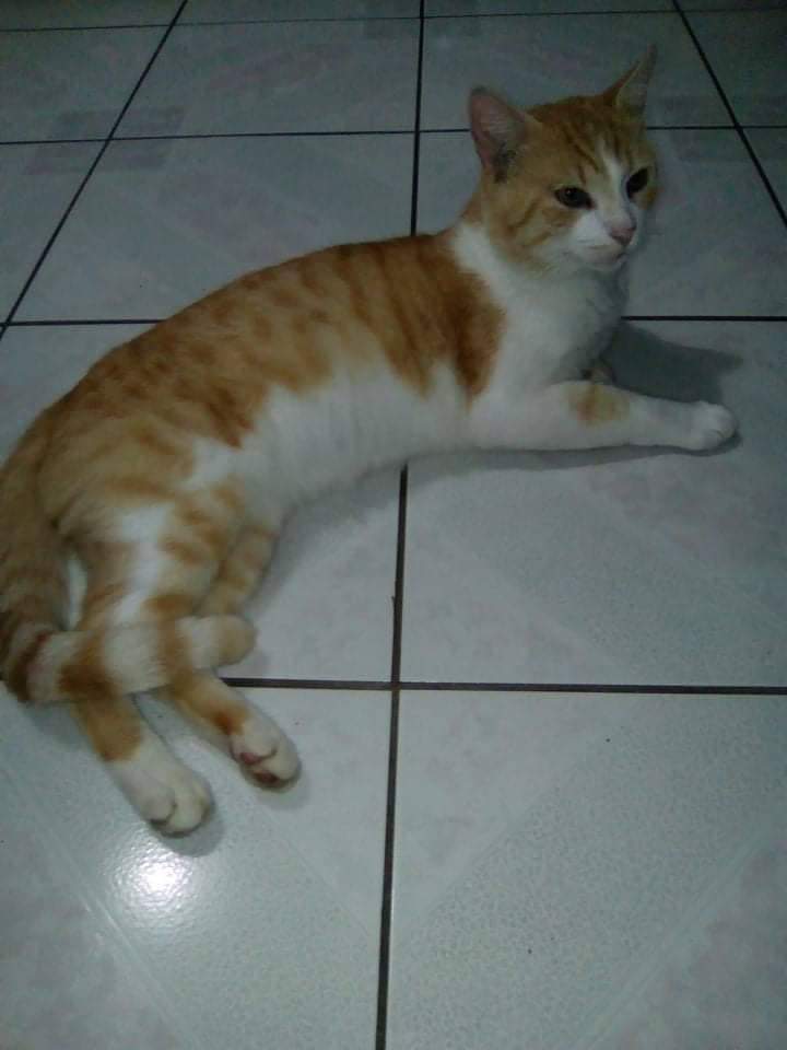 Garfield