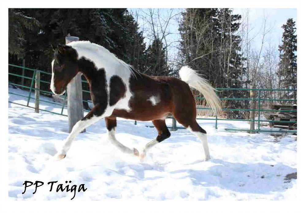PP Taiga neige
