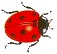 Coccinelle