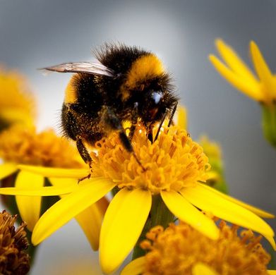 Https s media cache ak0 pinimg com 736x ba e8 1a bae81a903c01dec006651c72374f151c