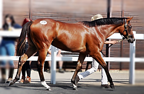 Laurens yearling sales