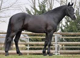 Nanour modele