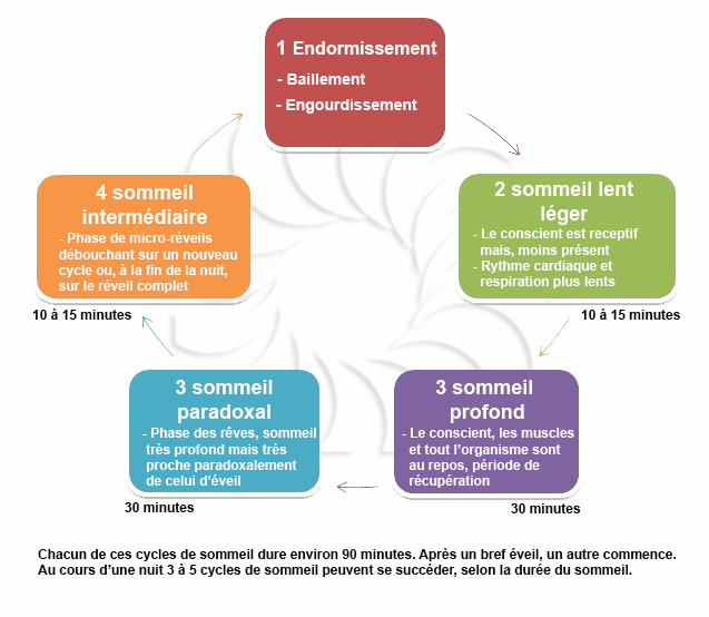 Hypnsoecyclesdusommeil