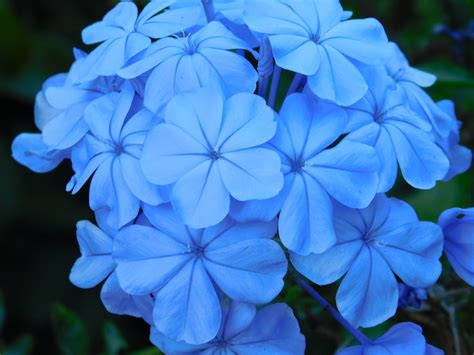 Bleu1