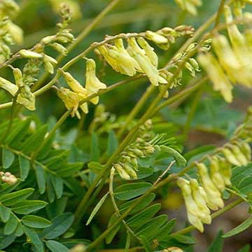 pharmacopée chinoise: Haung Qi, Astragale, la plante du Wei Qi (immunité de surface, non spécifique)