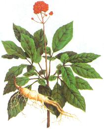 pharmacopée chinoise: Ren Shen, Ginseng, plante empereur faiseur de Qi 