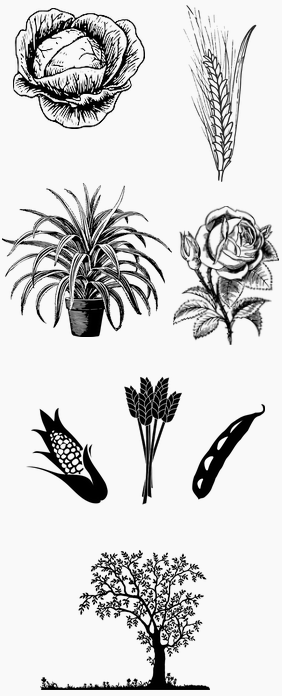Dessinsvegetaux
