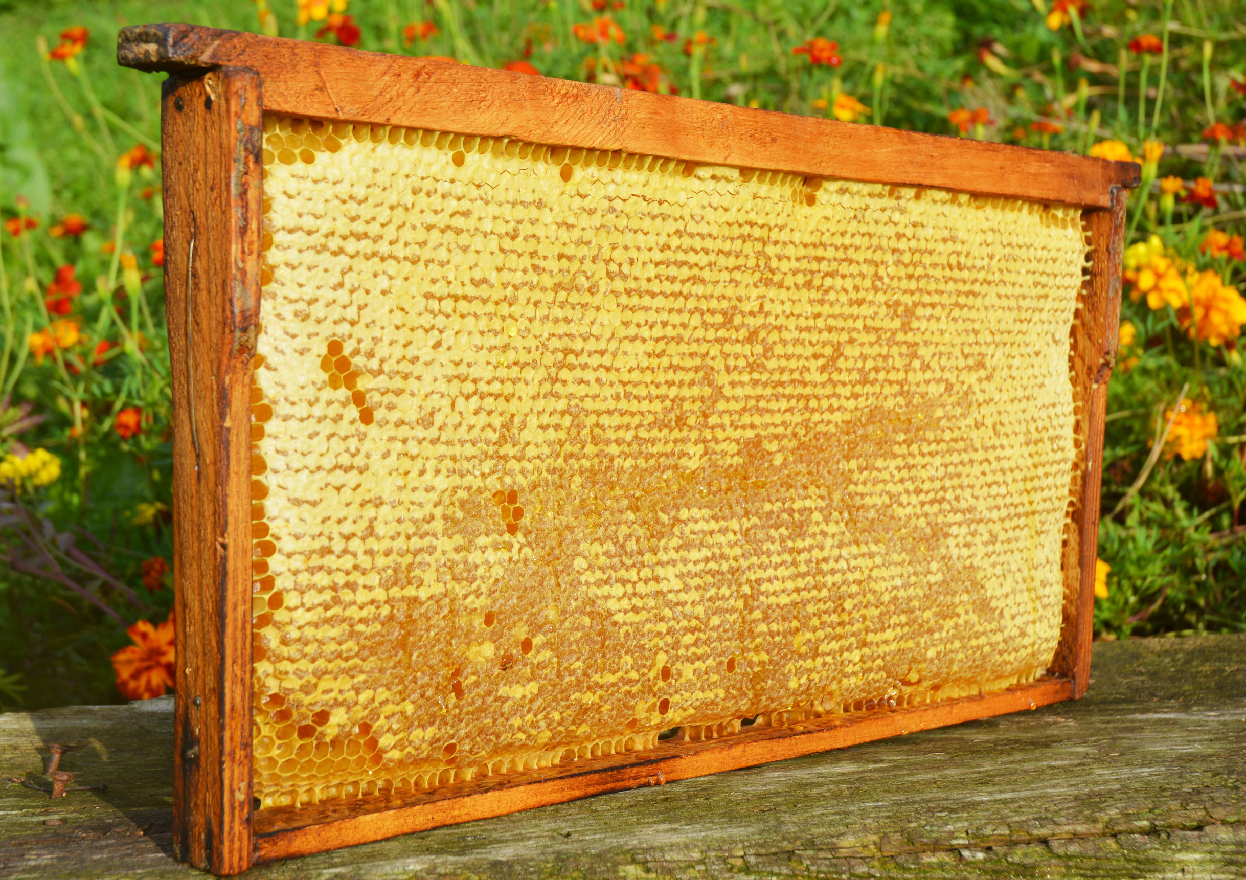 Les abeilles produisent plus quand elles butinent bio