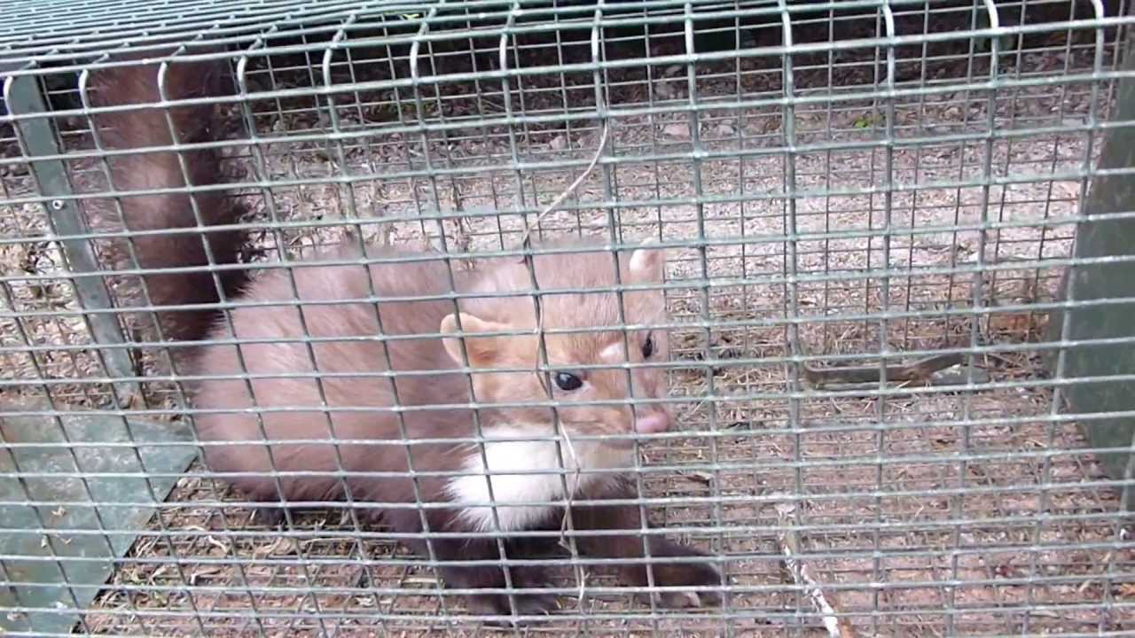 Fouine cage