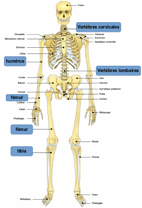 Squelette os Module de Young