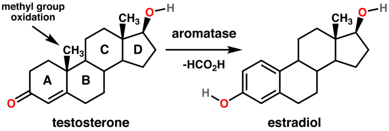 Testosterone estradiol conversionAromatase