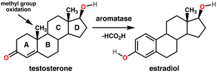 Testosterone estradiol conversionAromatase