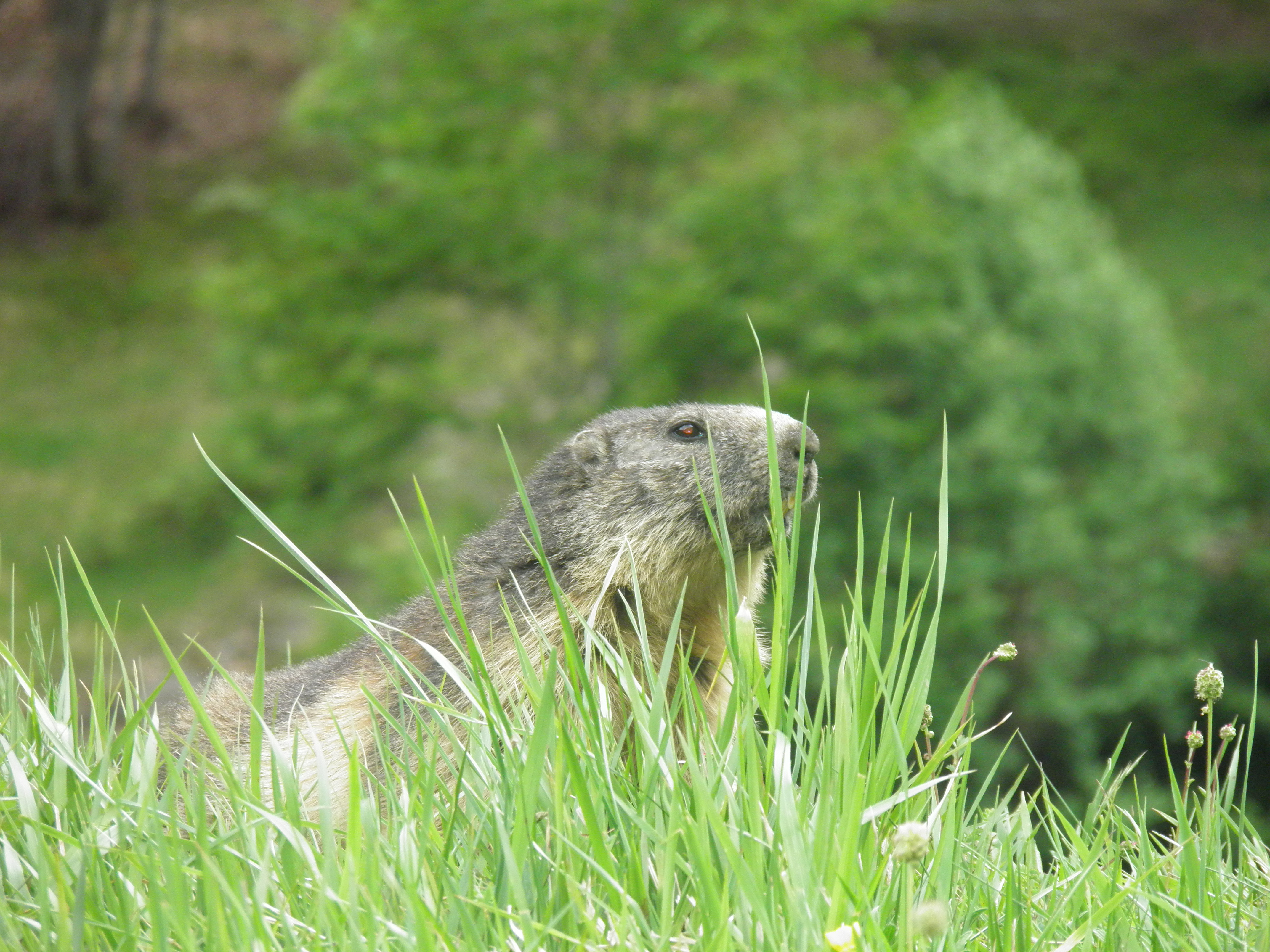 Office marmotte