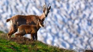 Isard