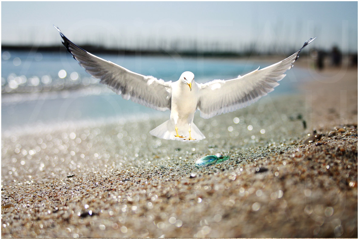 02 bird