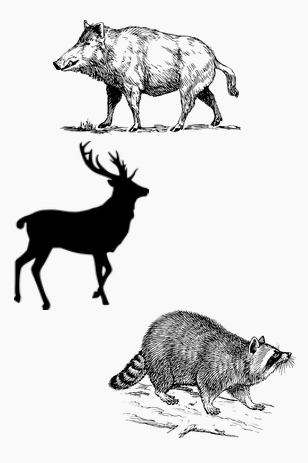 Animaux sauvages
