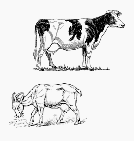 Vache chevre