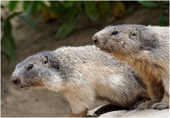 Marmottes